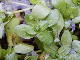 Attēlu rezultāti vaicājumam “Callitriche verna flower”