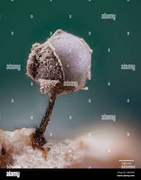 Attēlu rezultāti vaicājumam “Symphytocarpus flaccidus plasmodium”