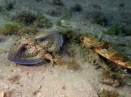 Image result for Dactylopterus volitans