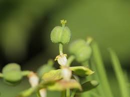 Attēlu rezultāti vaicājumam “Euphorbia palustris fruit”