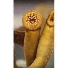 Image result for Lethenteron camtschaticum