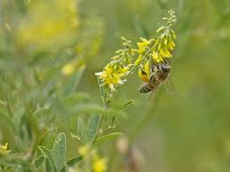 Attēlu rezultāti vaicājumam “Melilotus wolgicus”