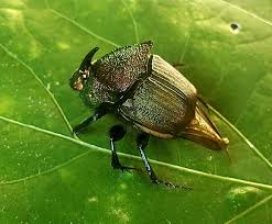 Attēlu rezultāti vaicājumam “Phaedon cochleariae”