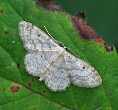 Attēlu rezultāti vaicājumam “Idaea biselata”
