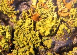 Attēlu rezultāti vaicājumam “Xanthoria candelaria”