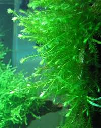 Attēlu rezultāti vaicājumam “Fontinalis antipyretica”