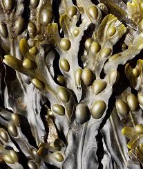 Attēlu rezultāti vaicājumam “Fucus vesiculosus”