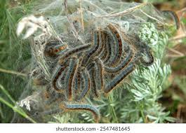 Attēlu rezultāti vaicājumam “Malacosoma castrensis male”