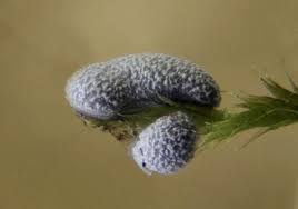 Attēlu rezultāti vaicājumam “Badhamia flavoglauca spores”