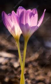 Attēlu rezultāti vaicājumam “Colchicum autumnale”