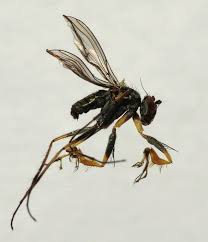 Attēlu rezultāti vaicājumam “Dolichopodidae”