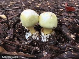 Attēlu rezultāti vaicājumam “Amanita phalloides”