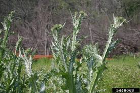 Image result for Onopordum acanthium