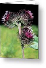 Attēlu rezultāti vaicājumam “Arctium nemorosum”