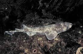 Image result for Cephaloscyllium laticeps