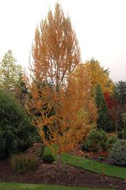 Attēlu rezultāti vaicājumam “Larix kaempferi”