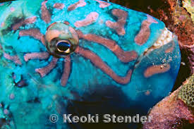 Image result for Calotomus carolinus