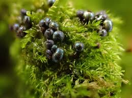 Attēlu rezultāti vaicājumam “Cribraria cancellata var. fusca stalked”