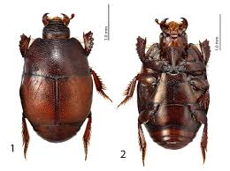 Attēlu rezultāti vaicājumam “Hypocaccus rugiceps”