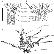 Attēlu rezultāti vaicājumam “Chara intermedia female”
