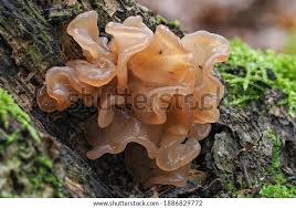 Attēlu rezultāti vaicājumam “Tremella foliacea”