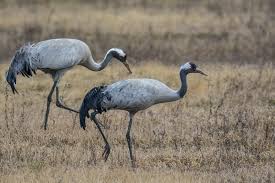 Attēlu rezultāti vaicājumam “Grus grus”