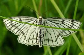 Attēlu rezultāti vaicājumam “Siona lineata”