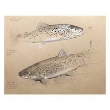 Attēlu rezultāti vaicājumam “Salmo trutta”