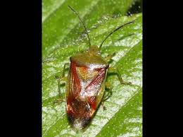 Attēlu rezultāti vaicājumam “Elasmostethus interstinctus”