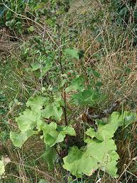 Attēlu rezultāti vaicājumam “Arctium lappa”