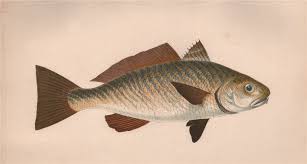 Image result for Umbrina cirrosa