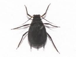 Attēlu rezultāti vaicājumam “Aphis jacobaeae”