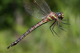 Attēlu rezultāti vaicājumam “Aeshnidae”