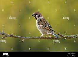 Attēlu rezultāti vaicājumam “Passer montanus adult”
