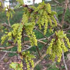Attēlu rezultāti vaicājumam “Quercus robur male flower”