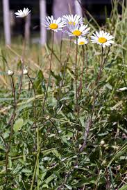 Attēlu rezultāti vaicājumam “Leucanthemum vulgare leaf”