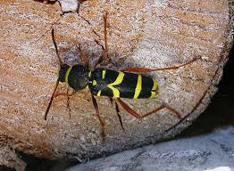 Attēlu rezultāti vaicājumam “Clytus arietis”