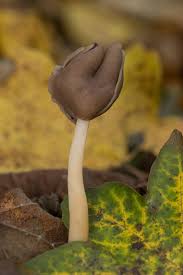 Attēlu rezultāti vaicājumam “Helvella elastica”