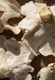 Attēlu rezultāti vaicājumam “Polyporus tubaeformis”