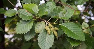 Image result for Alder Cc