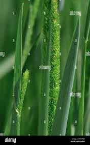 Attēlu rezultāti vaicājumam “Phleum phleoides fruit”