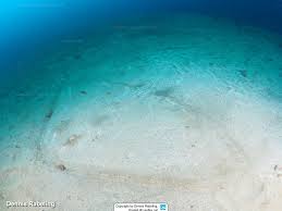 Image result for Gymnura natalensis