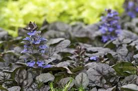 Attēlu rezultāti vaicājumam “Ajuga reptans flower”