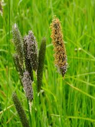 Attēlu rezultāti vaicājumam “Alopecurus pratensis flower”