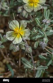 Attēlu rezultāti vaicājumam “Helianthemum x hybridum flower”