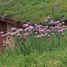 Image result for Schnittlauch