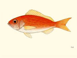 Image result for Rhomboplites aurorubens