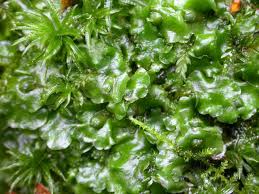 Attēlu rezultāti vaicājumam “Pellia epiphylla”