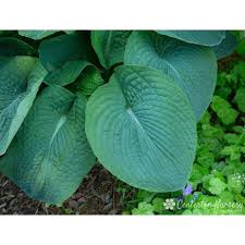 Image result for Hosta sieboldiana 'Elegans'