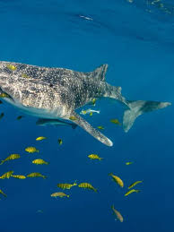 Image result for Rhincodon typus